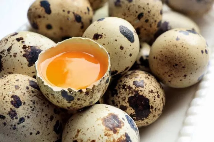 Manfaat Telur Puyuh Bagi Kesehatan Tubuh