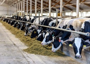 Begini Caranya! Peternak Sapi Perah Bisa Ajukan KUR BRI 2025