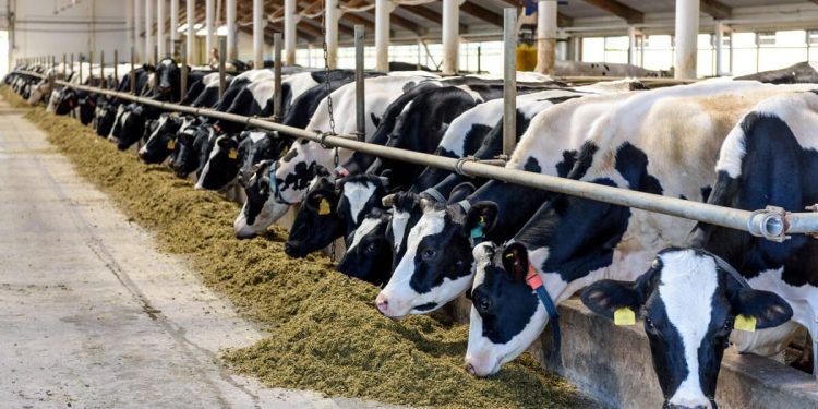 Begini Caranya! Peternak Sapi Perah Bisa Ajukan KUR BRI 2025