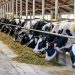 Begini Caranya! Peternak Sapi Perah Bisa Ajukan KUR BRI 2025